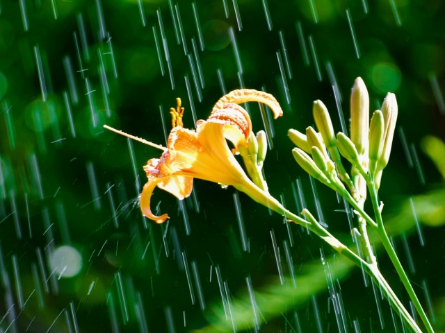 Daylily In The Rain wallpaper 640x480