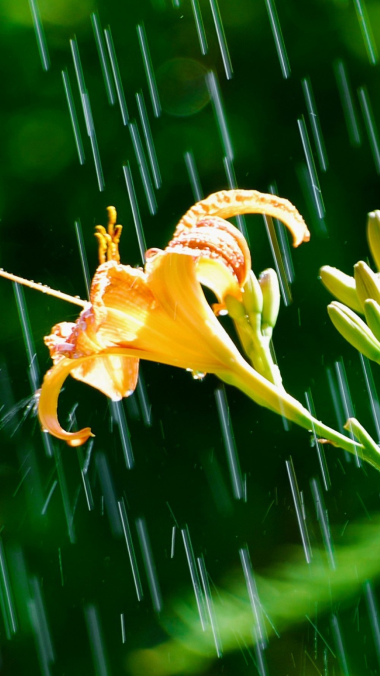 Daylily In The Rain wallpaper 750x1334