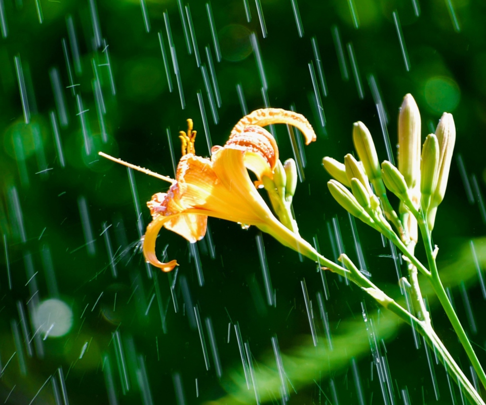 Daylily In The Rain wallpaper 960x800