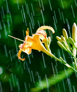 Daylily In The Rain - Obrázkek zdarma pro 128x160