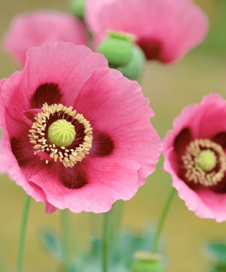 Pink Poppies Background for Nokia C1-01