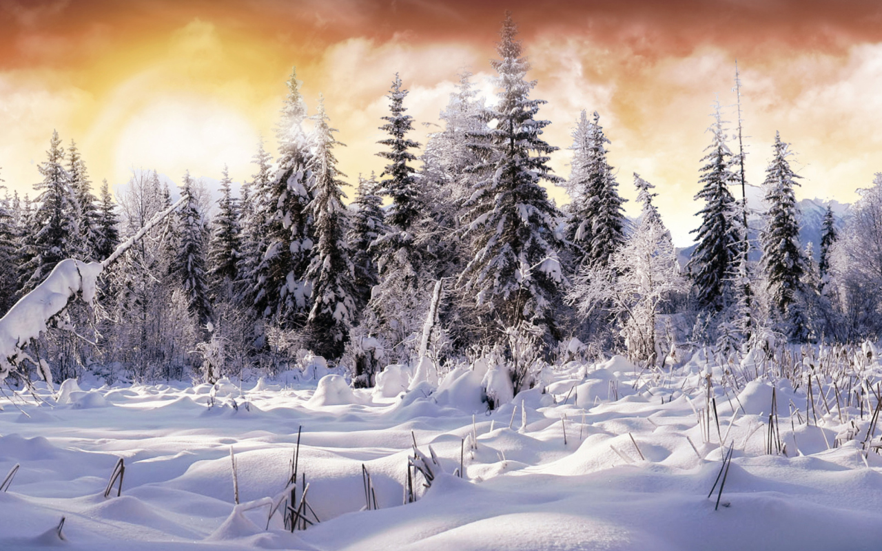 Das Winter Wonderland Wallpaper 1280x800