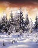 Das Winter Wonderland Wallpaper 128x160