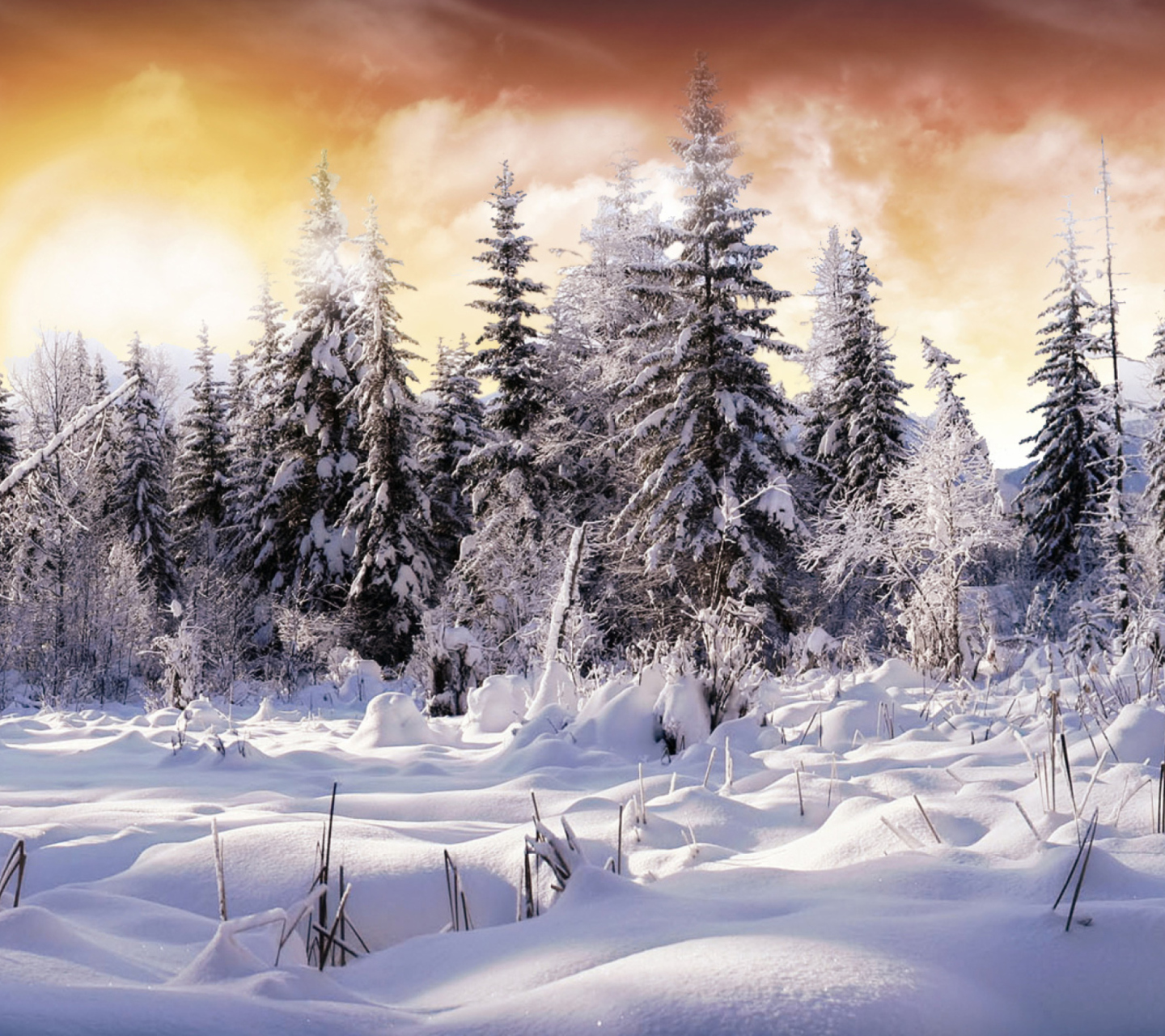 Das Winter Wonderland Wallpaper 1440x1280