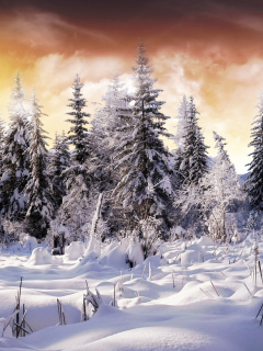 Das Winter Wonderland Wallpaper 240x320