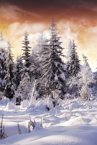 Das Winter Wonderland Wallpaper 320x480