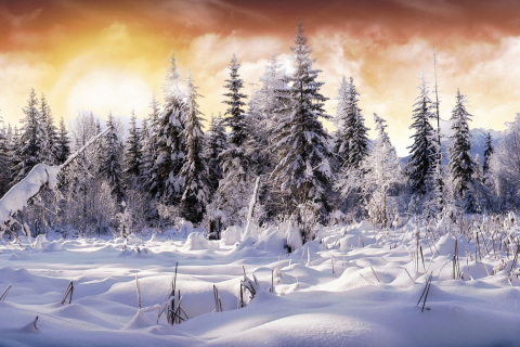Das Winter Wonderland Wallpaper 480x320