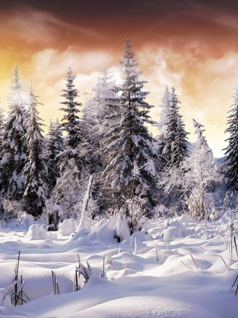 Das Winter Wonderland Wallpaper 480x640