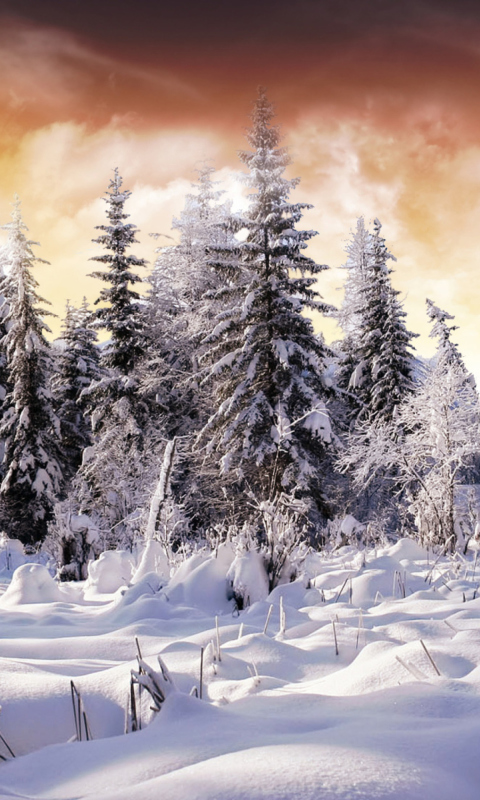 Das Winter Wonderland Wallpaper 480x800
