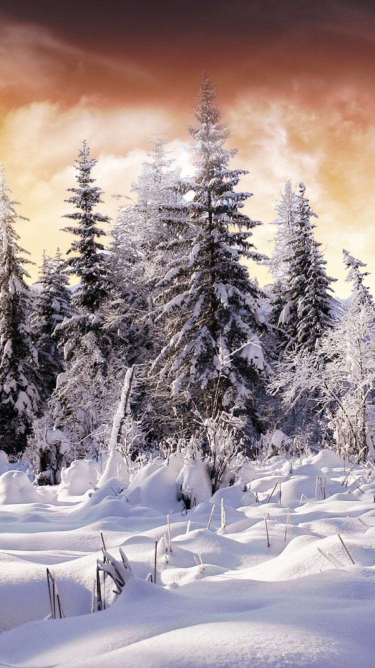 Winter Wonderland wallpaper 750x1334