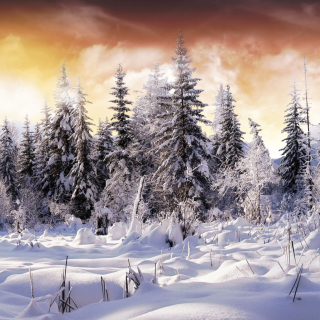 Kostenloses Winter Wonderland Wallpaper für 128x128