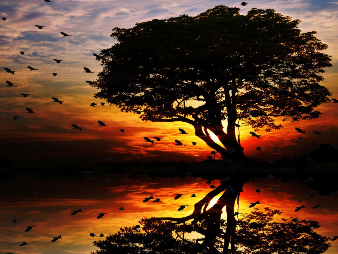 Das Tree And Red Sunset Wallpaper 1152x864