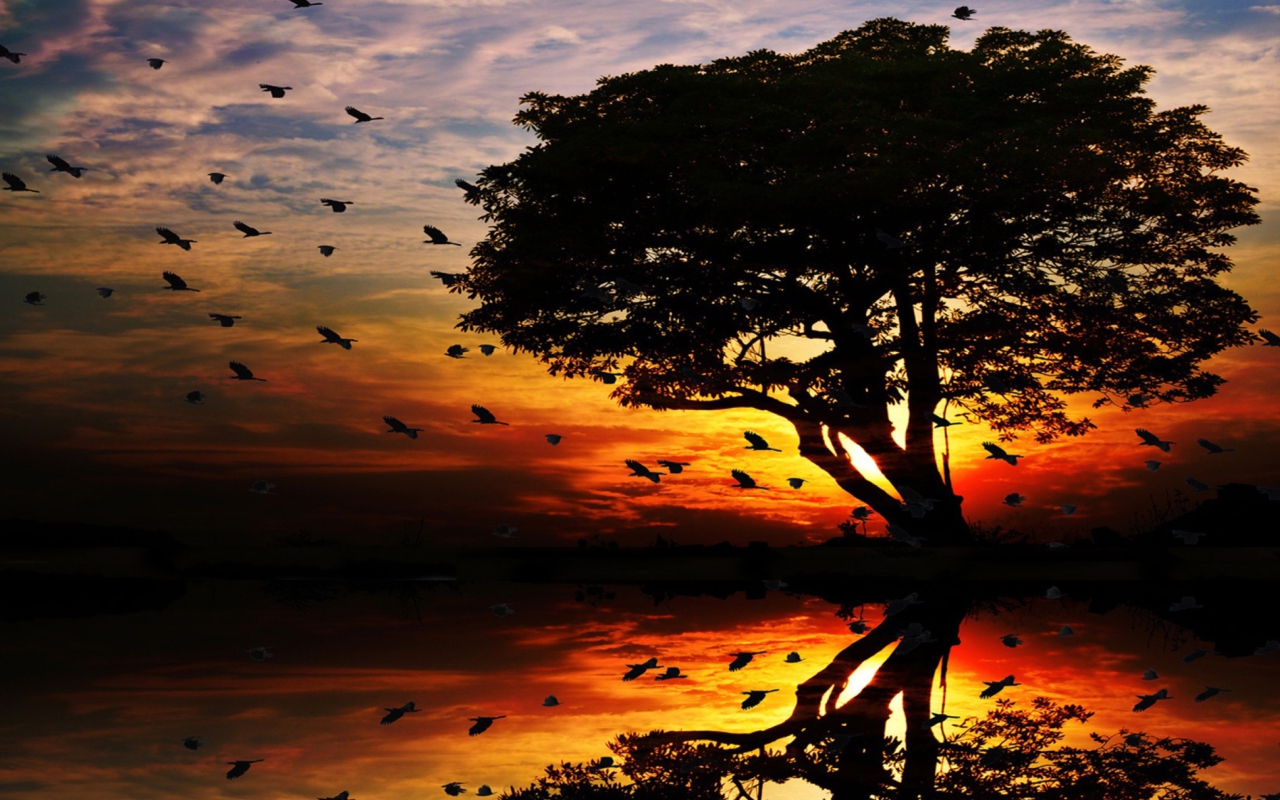 Tree And Red Sunset wallpaper 1280x800