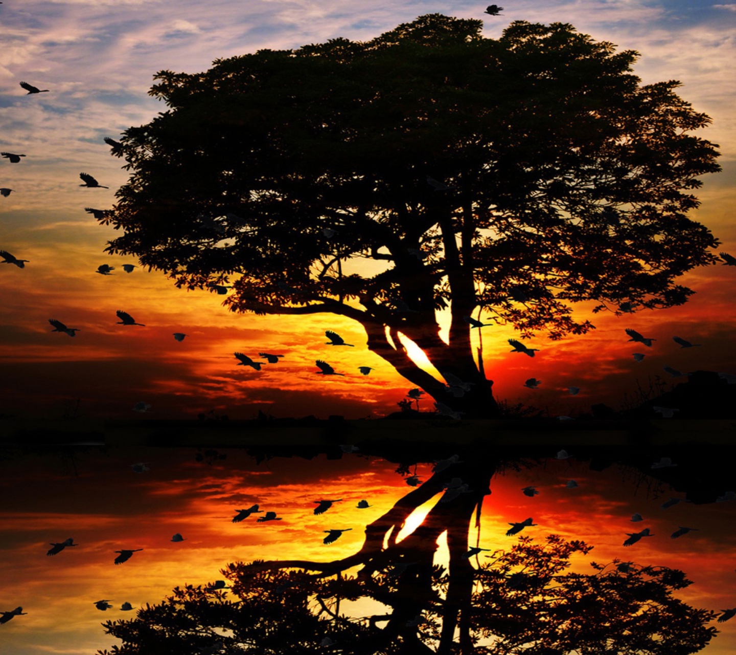 Sfondi Tree And Red Sunset 1440x1280