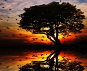 Tree And Red Sunset wallpaper 176x144