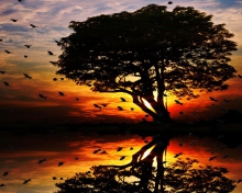 Das Tree And Red Sunset Wallpaper 220x176