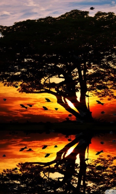 Tree And Red Sunset wallpaper 240x400