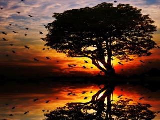 Das Tree And Red Sunset Wallpaper 320x240
