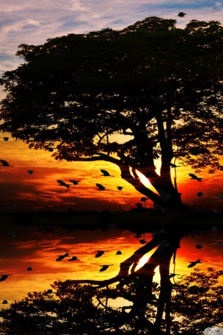 Das Tree And Red Sunset Wallpaper 320x480