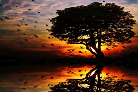 Tree And Red Sunset wallpaper 480x320
