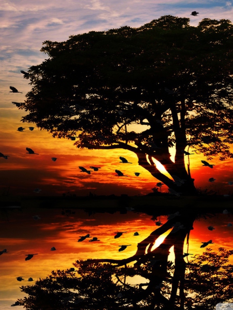 Tree And Red Sunset wallpaper 480x640