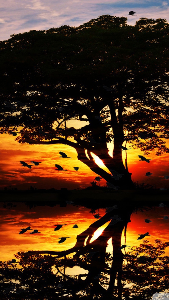 Fondo de pantalla Tree And Red Sunset 640x1136
