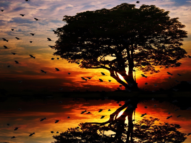 Das Tree And Red Sunset Wallpaper 640x480