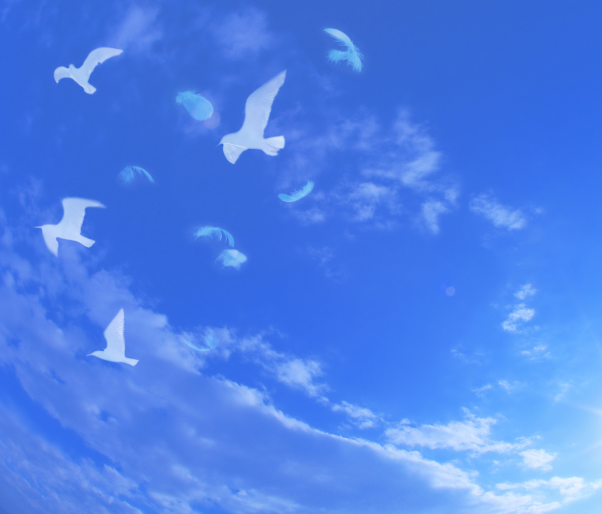 Das White Birds In Blue Skies Wallpaper 1200x1024