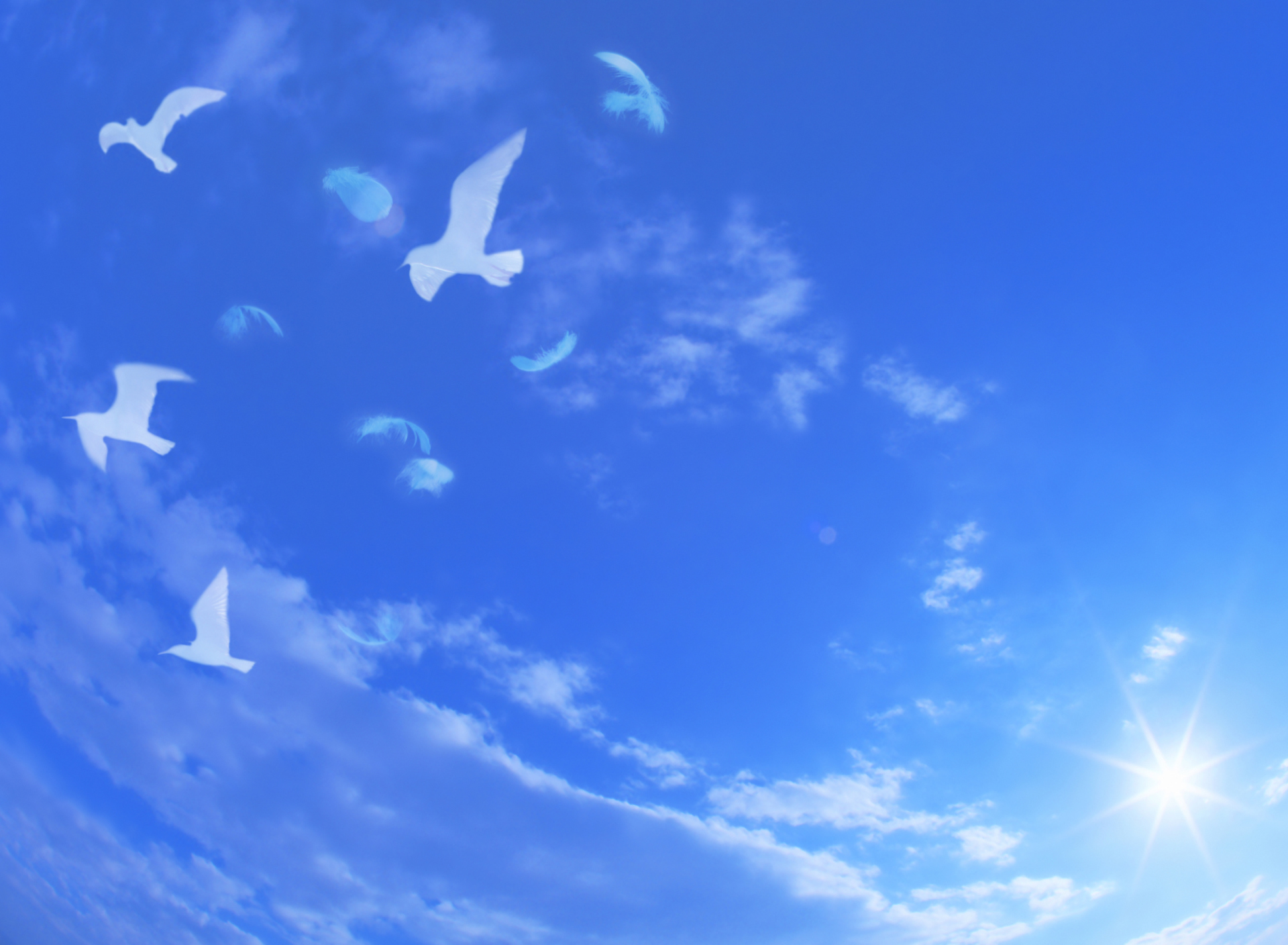 Das White Birds In Blue Skies Wallpaper 1920x1408