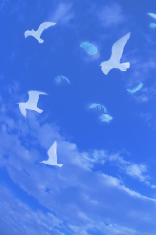 Das White Birds In Blue Skies Wallpaper 320x480