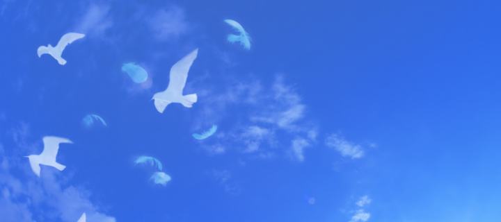 Screenshot №1 pro téma White Birds In Blue Skies 720x320