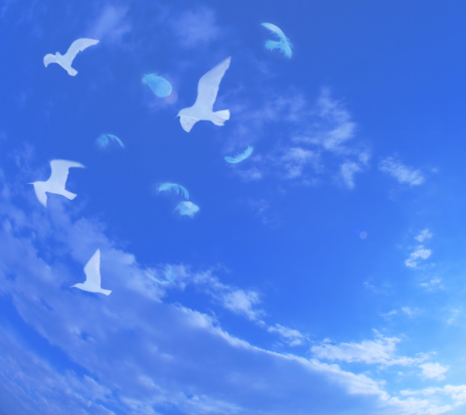 Sfondi White Birds In Blue Skies 960x854