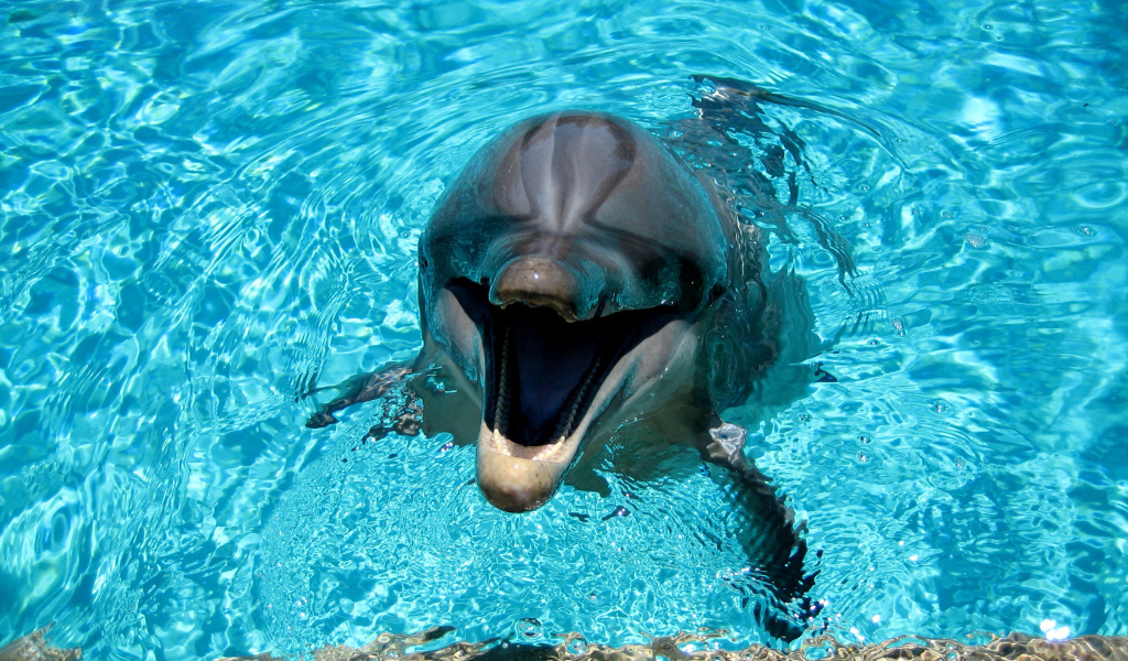 Dolphin Smile wallpaper 1024x600