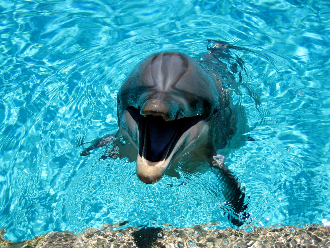 Fondo de pantalla Dolphin Smile 1152x864