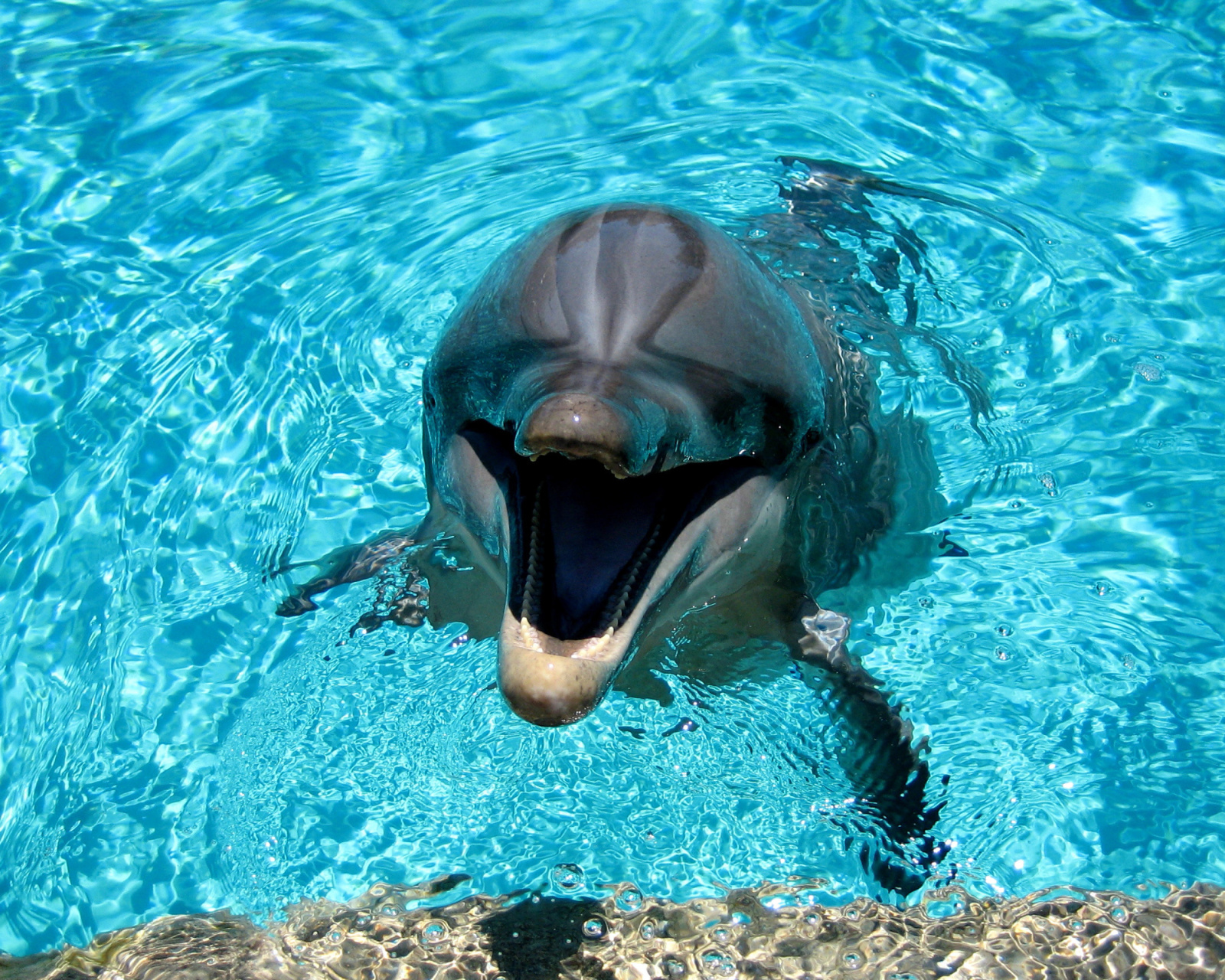 Das Dolphin Smile Wallpaper 1600x1280