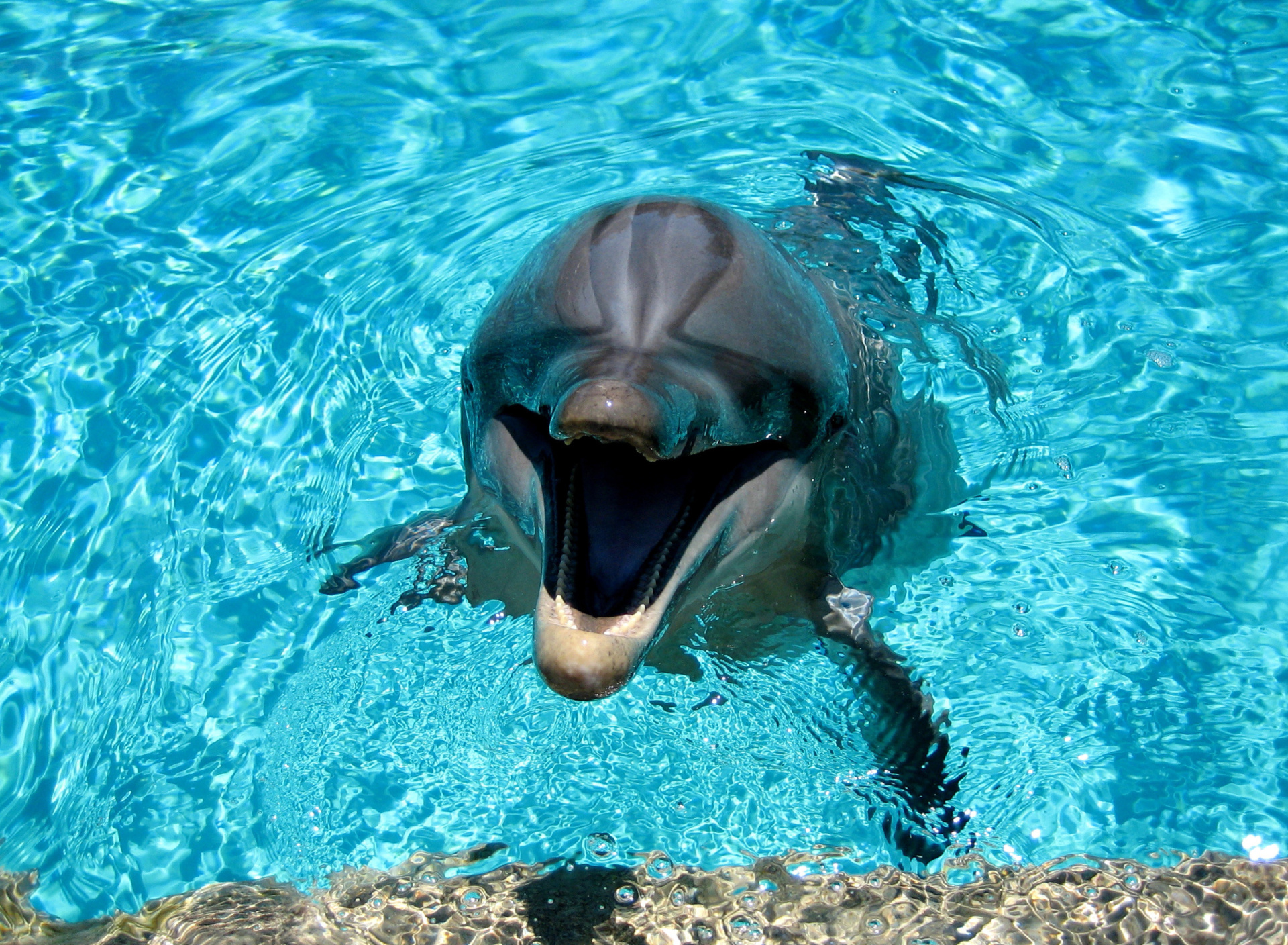 Fondo de pantalla Dolphin Smile 1920x1408