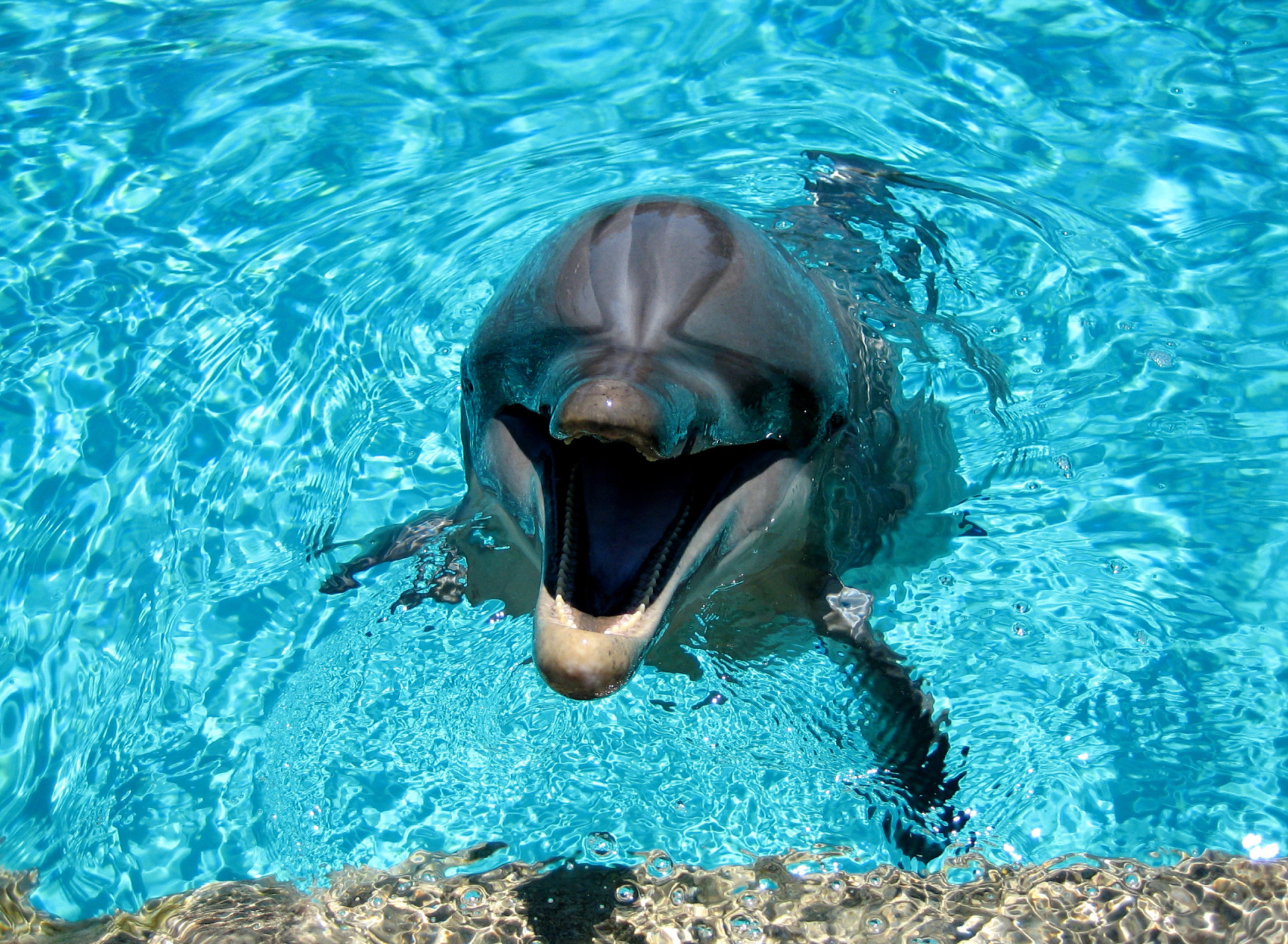 Screenshot №1 pro téma Dolphin Smile 1920x1408