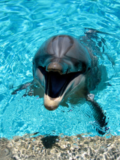 Dolphin Smile wallpaper 240x320