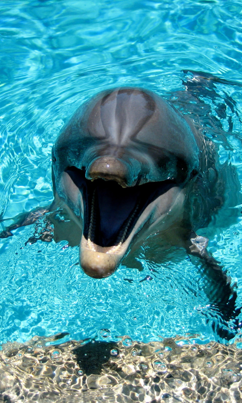 Fondo de pantalla Dolphin Smile 480x800