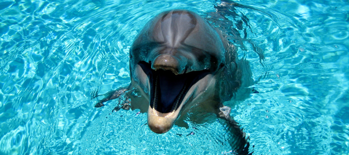 Dolphin Smile wallpaper 720x320