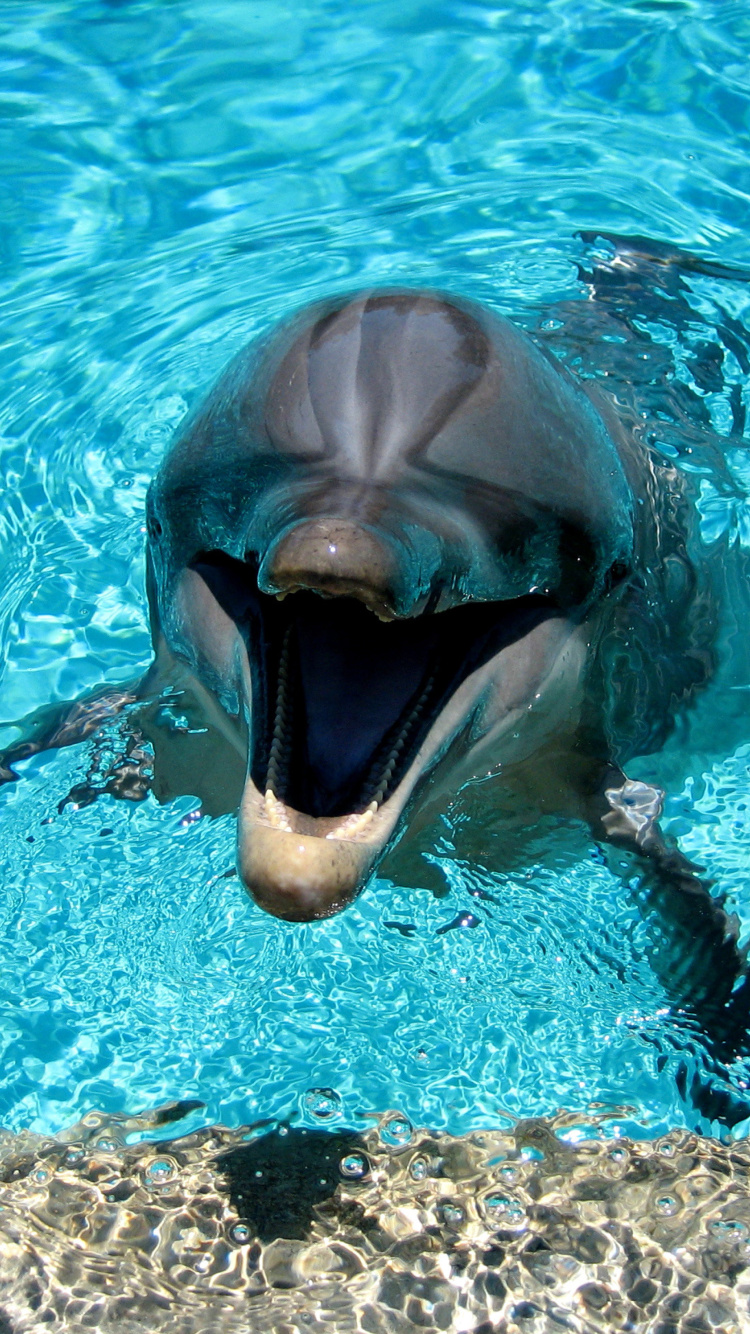 Dolphin Smile screenshot #1 750x1334