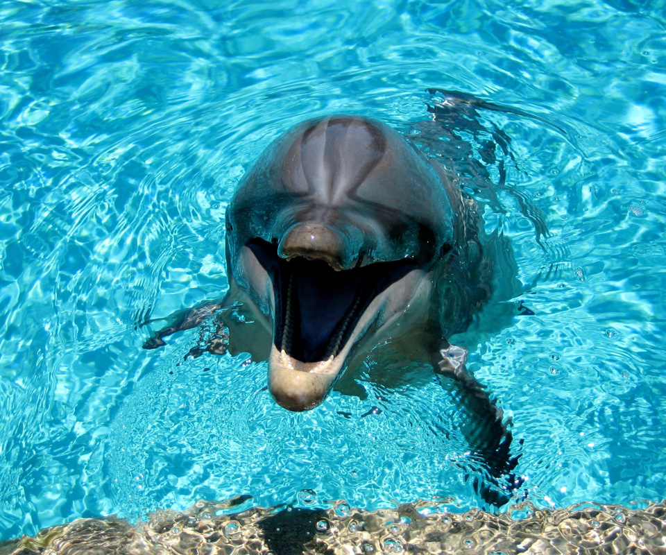 Fondo de pantalla Dolphin Smile 960x800