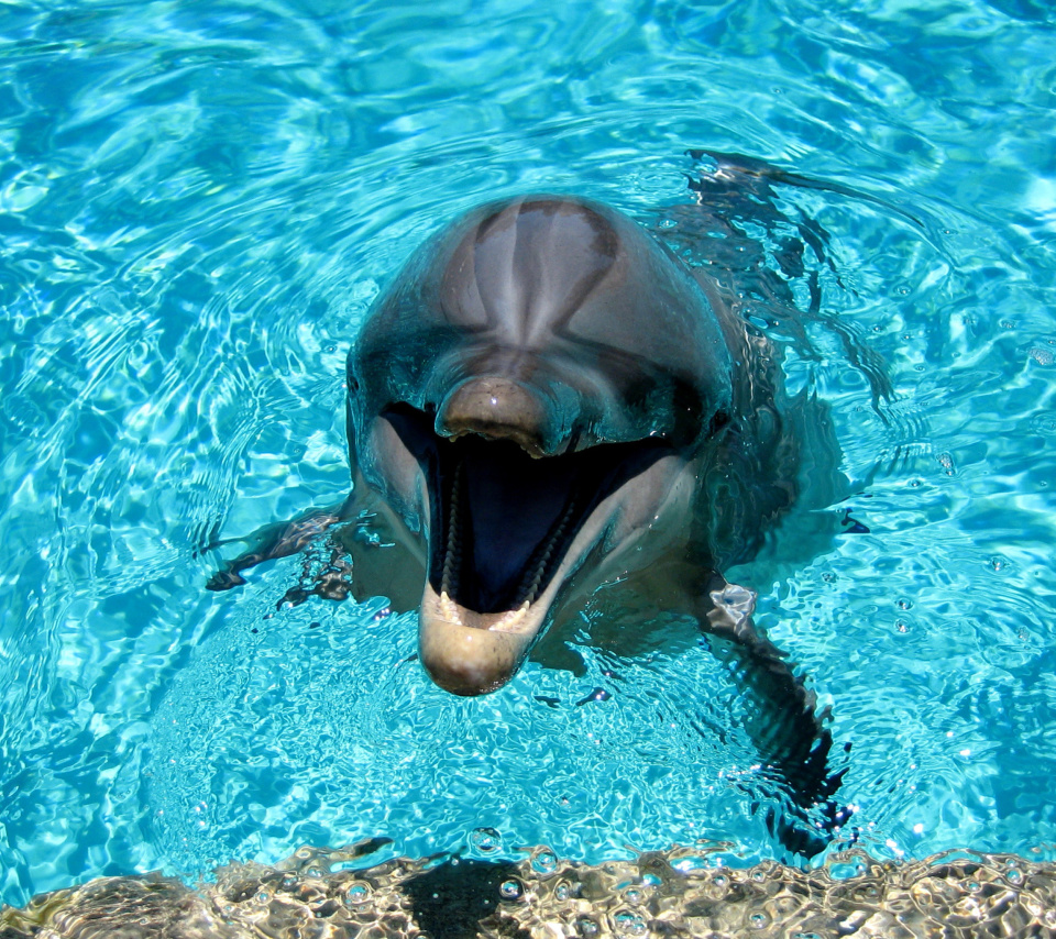 Dolphin Smile wallpaper 960x854