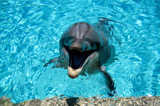 Dolphin Smile - Obrázkek zdarma pro Fullscreen Desktop 1600x1200