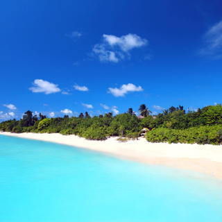 Free Maldives best white beach Kaafu Atoll Picture for Samsung E1150