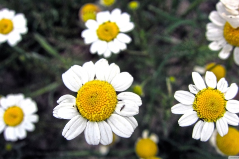 Daisies screenshot #1 480x320