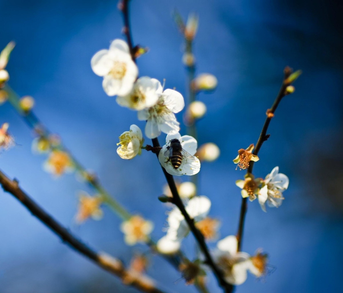 Обои Bee On White Flowers 1200x1024