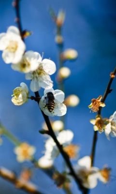 Sfondi Bee On White Flowers 240x400