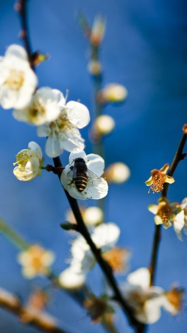Bee On White Flowers wallpaper 640x1136