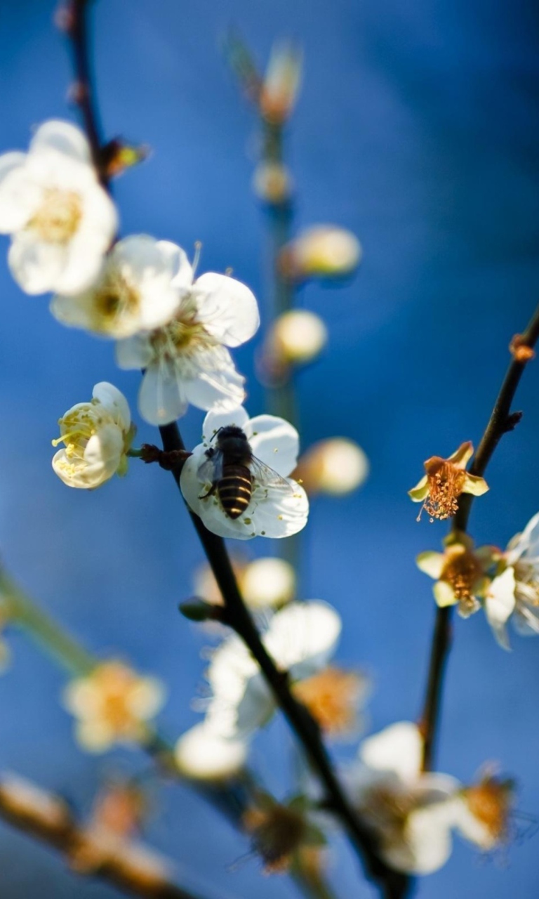 Обои Bee On White Flowers 768x1280